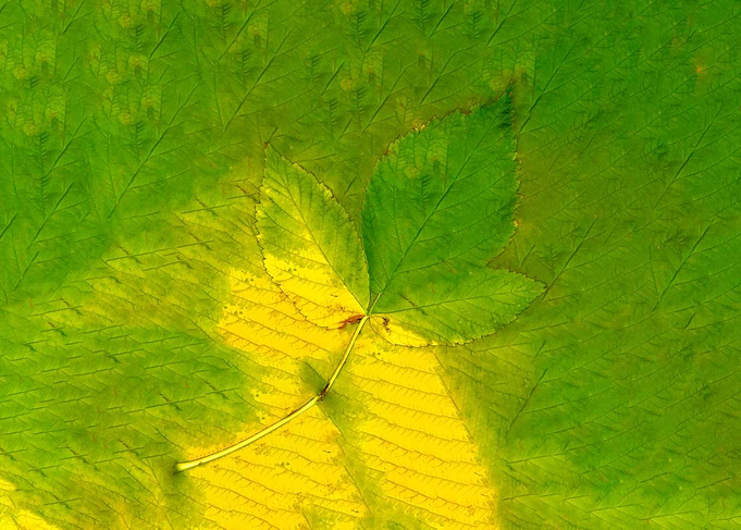 leaf 4