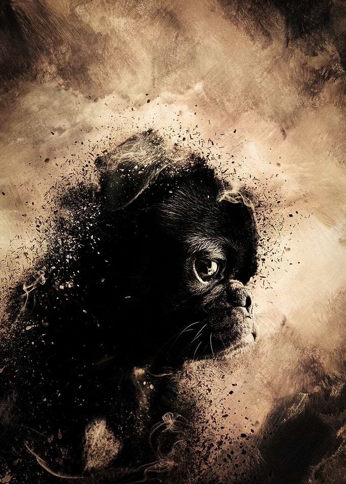 Pouting Pug