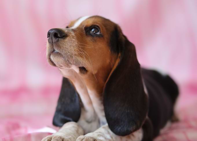 Hush Puppy