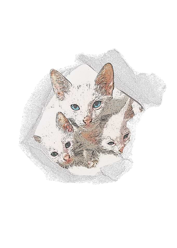 Cats