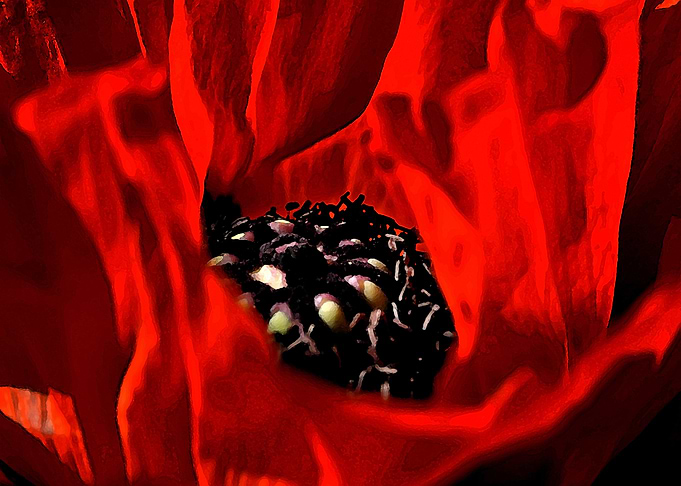 poppies blossom