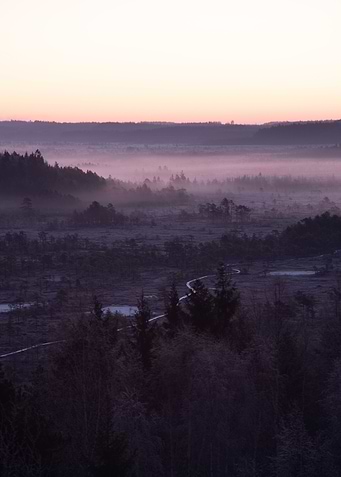 Morning mist