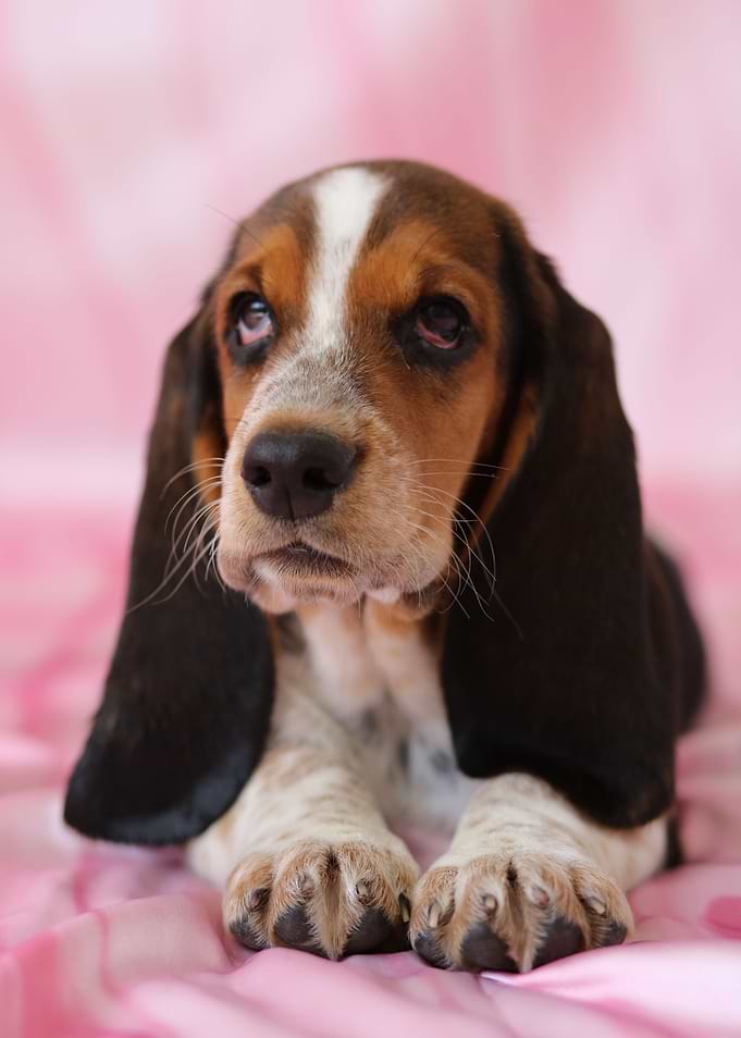 Hush Puppy