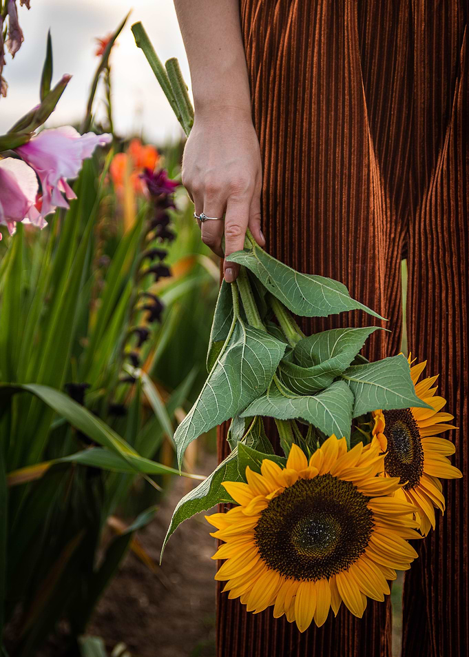 Sunflowers