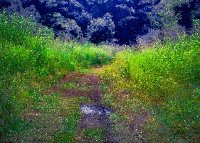 Field