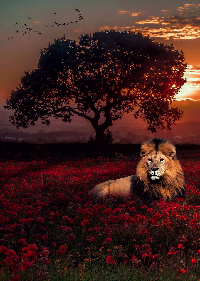 Lion in the red poppies