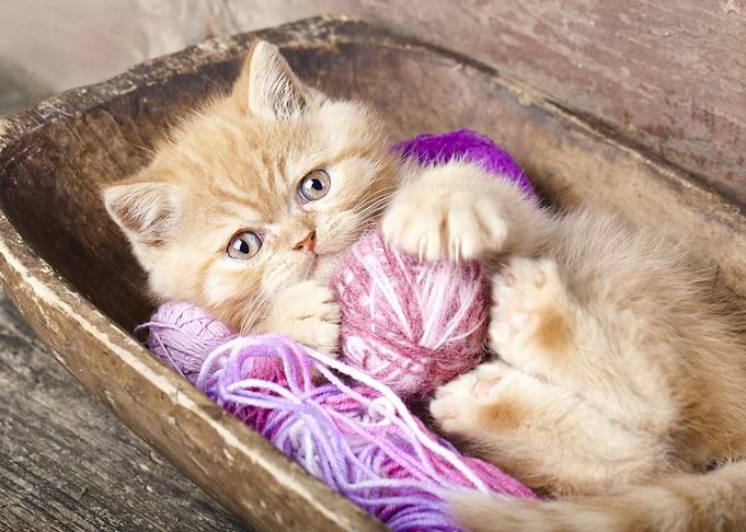 Kitten