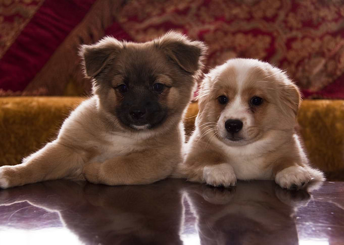 Cute Puppys