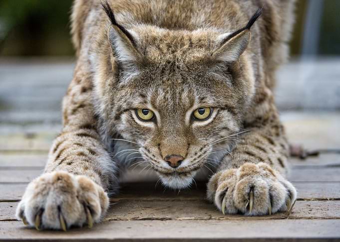 Lynx Cat Wild Cat