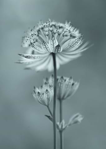 Preety flowers