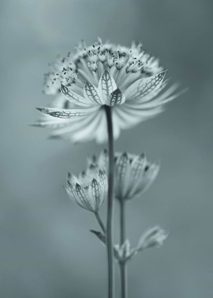 Preety flowers