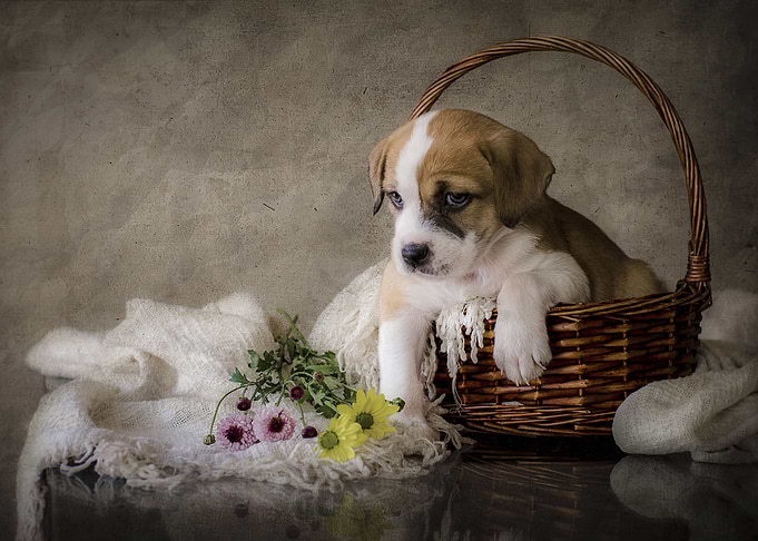 Cute Puppy