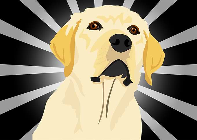 DOG FACE PICTURE