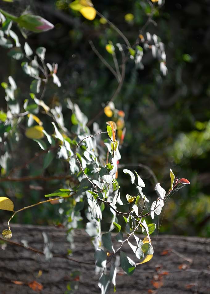 leaves