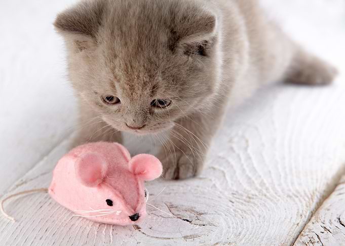 Kitten Baby