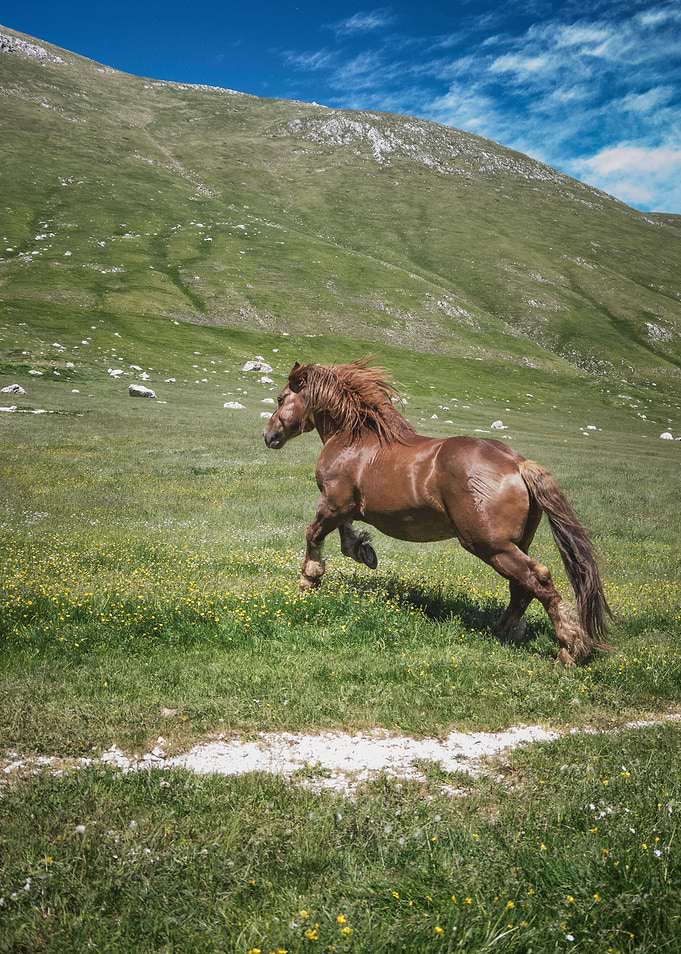 Ride your wild horses