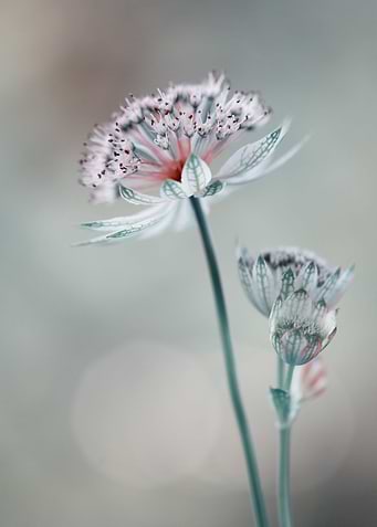 Preety Flowers
