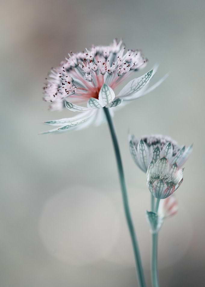 Preety Flowers
