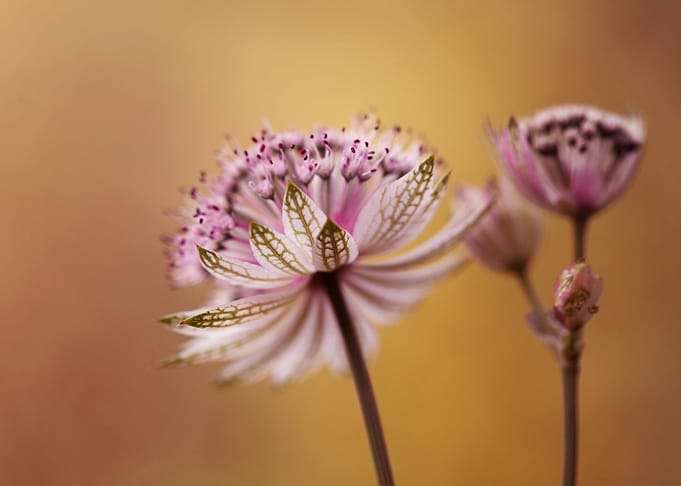 Preety flowers