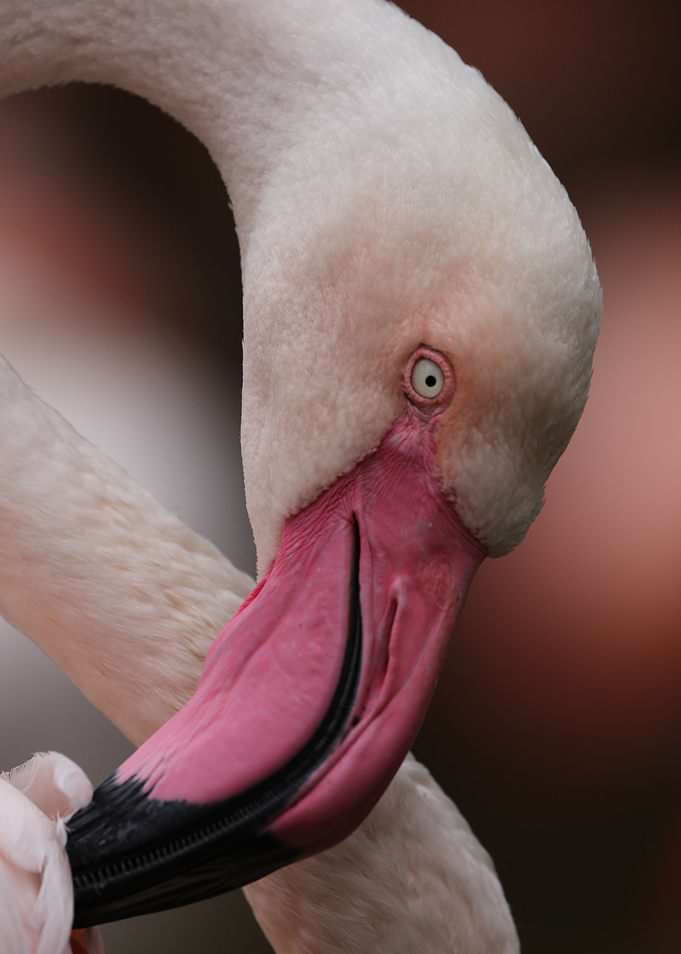 Flamingo in Pink