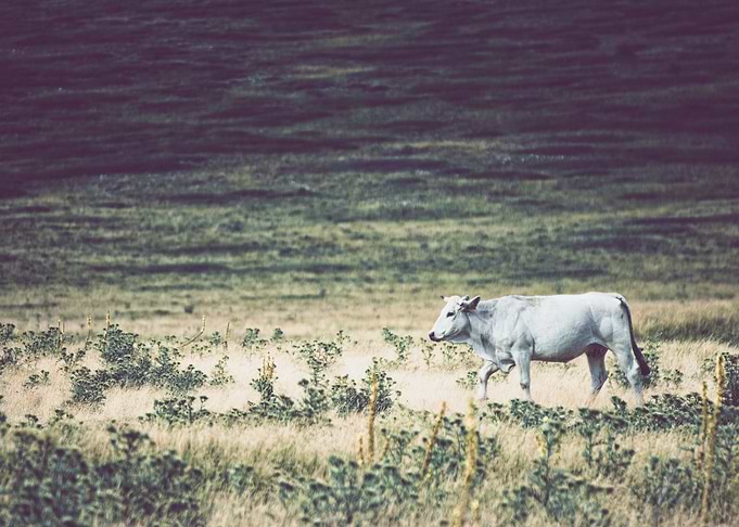 White cow