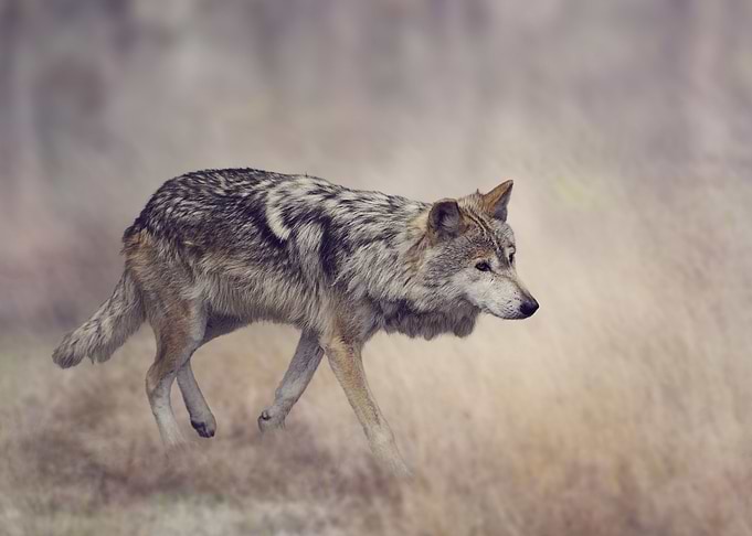 Wolf Artwork