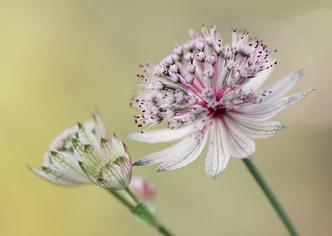 Preety flowers