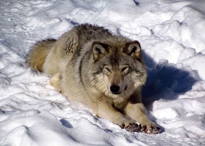 Wolf in the snow
