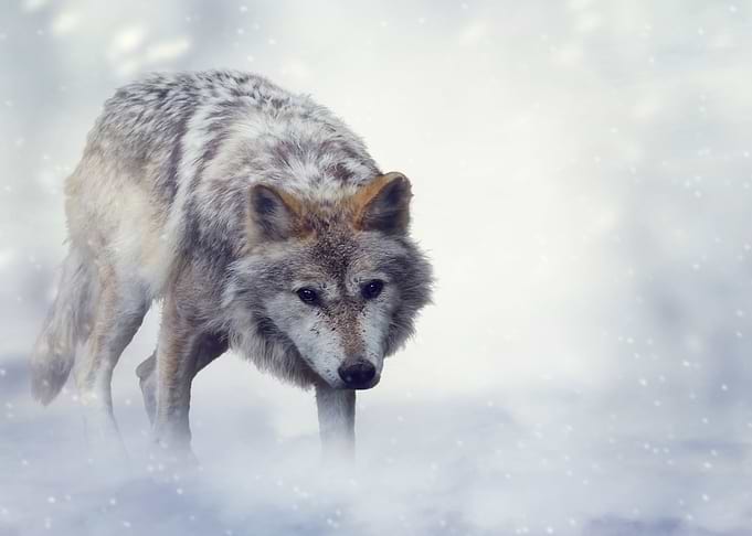 Wolf Artwork