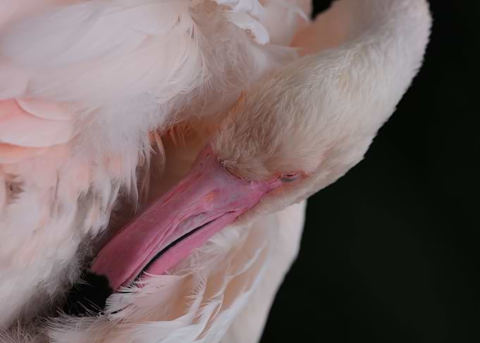 Flamingo Beauty