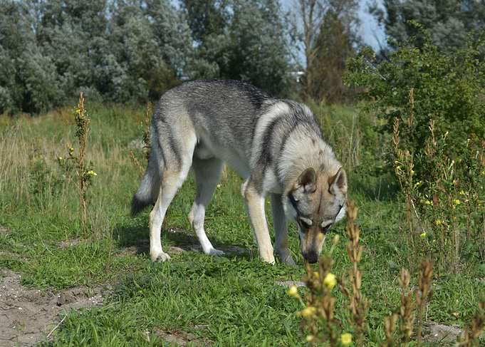 Just Sniffing
