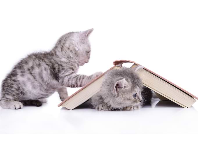 Kittens play with a book