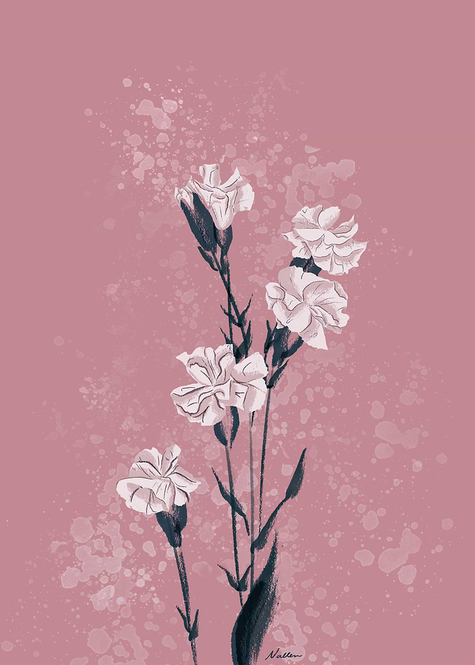 Carnation