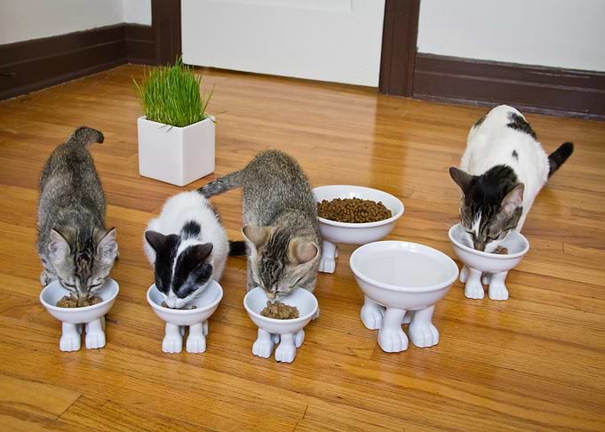 Cute Baby Kittens