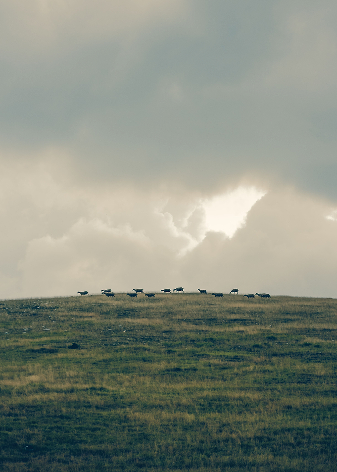 The Sheep Hill