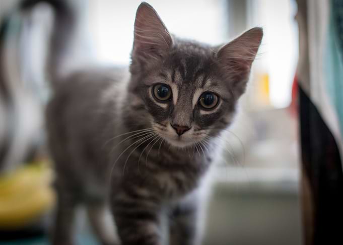 Cute Cat