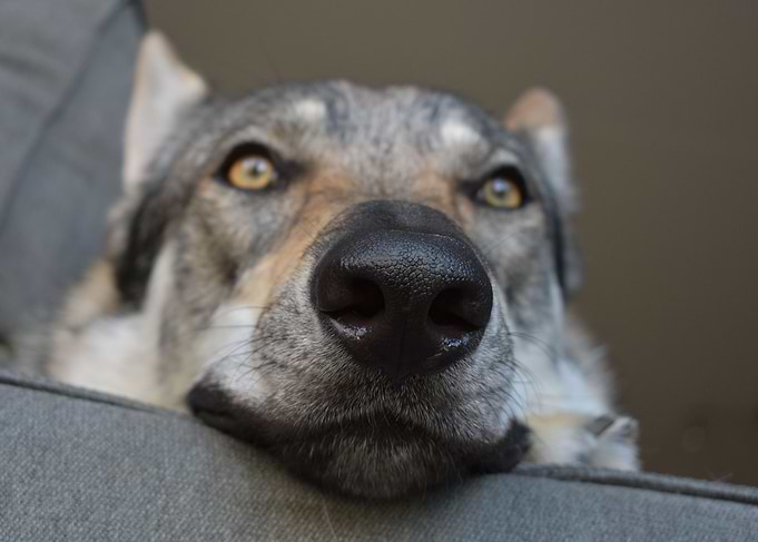 Nose Rest