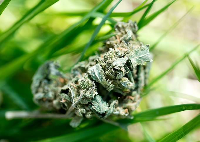 Ganja super lemon haze