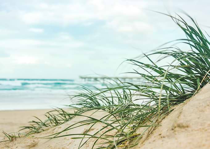 Sand Dune Vegetation