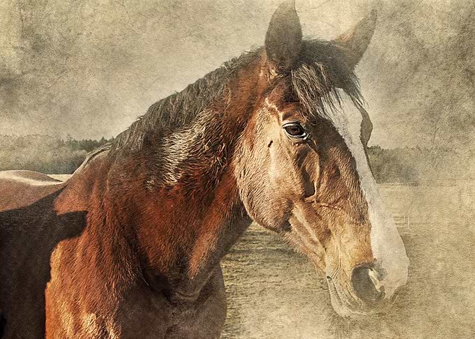A horse