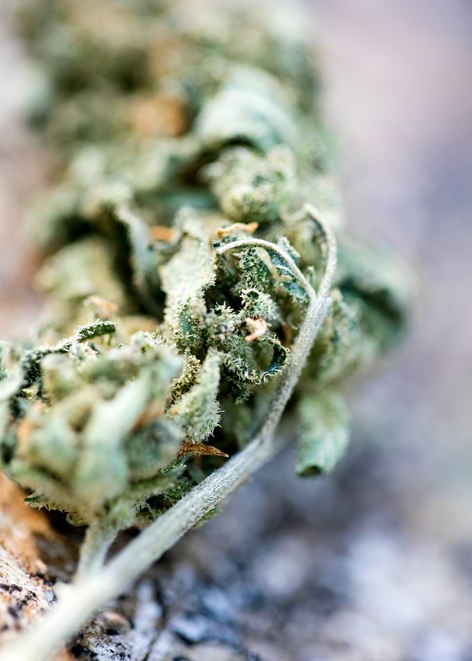 Ganja super lemon haze