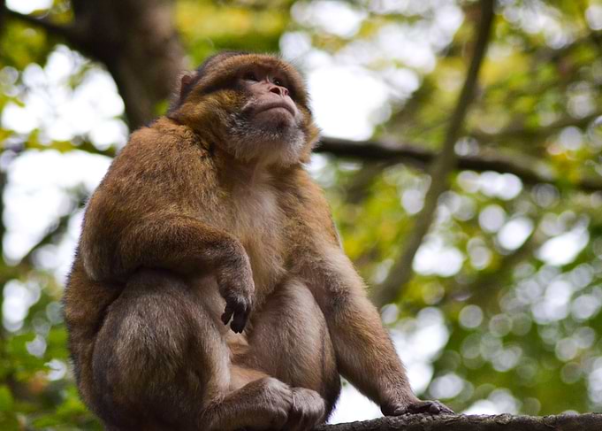 Monkey