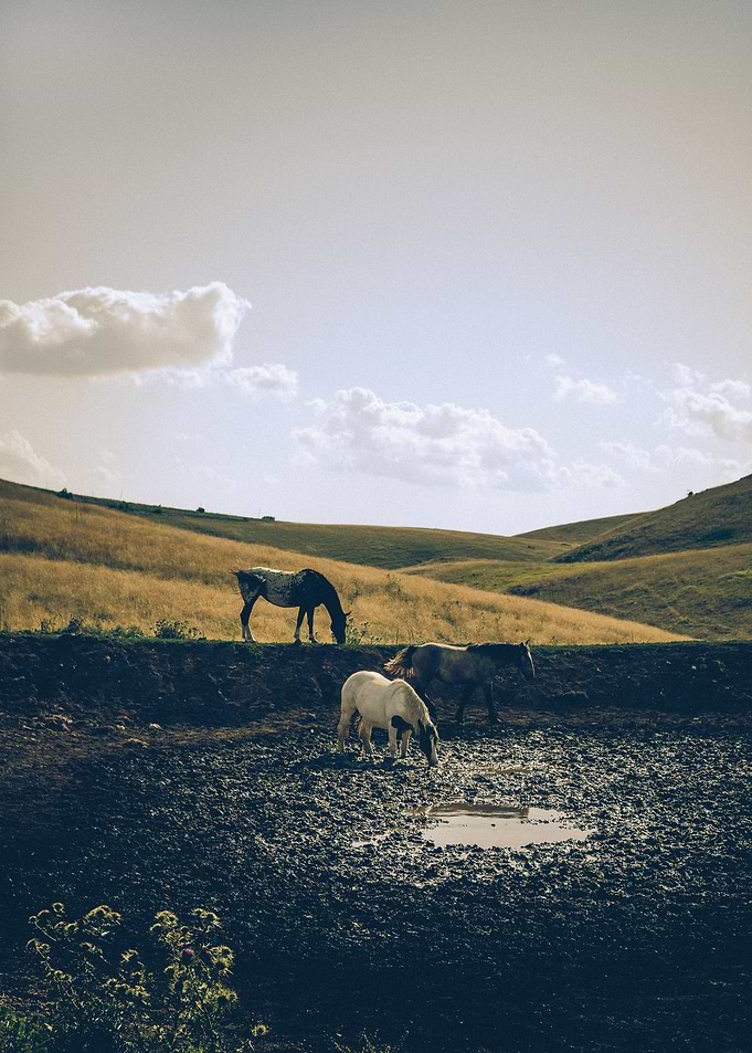 Prairie Wild Horses