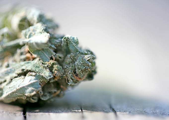 Ganja super lemon haze