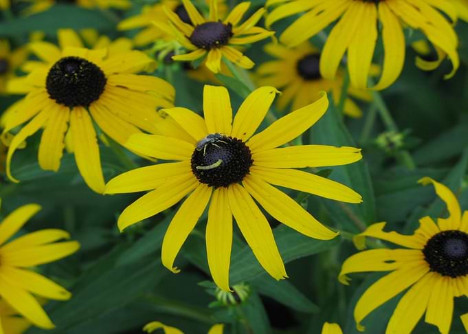 Black Eyed Susan With Bee