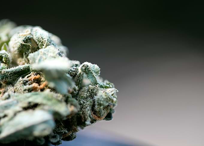 Ganja super lemon haze