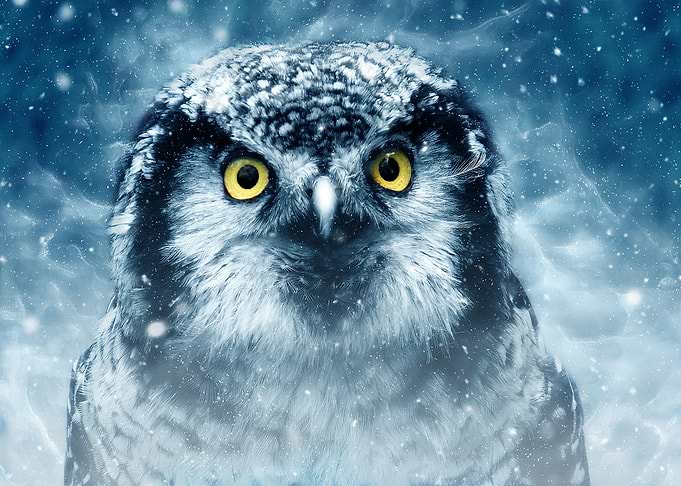 Owl Art