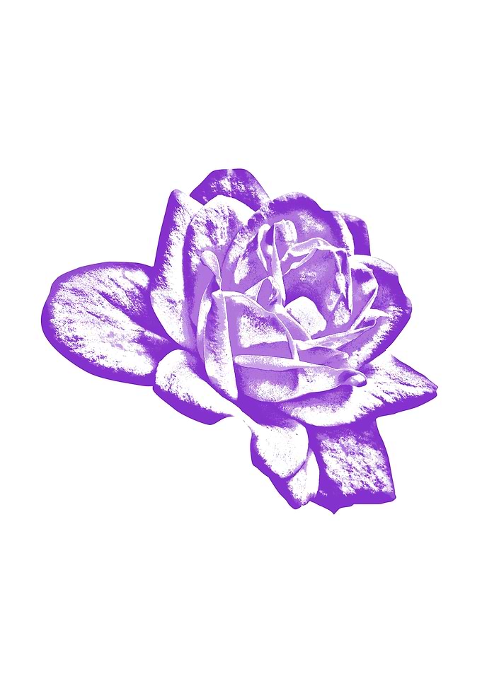Beautiful flower