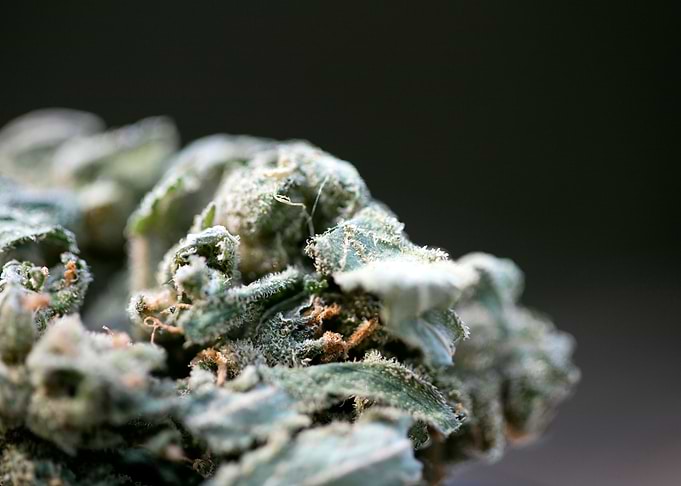 Ganja super lemon haze