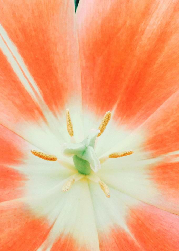 Tulip Close up 1